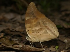 Archaeoprepona demophon