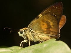 Augiades crinisus