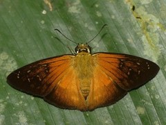 Augiades crinisus