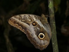 Caligo idomeneus