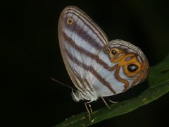 Chloreuptychia herseis