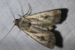 Agrotis munda