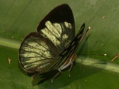 Dynamine chryseis