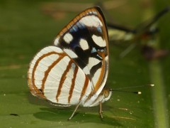 Dynamine chryseis