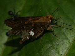 Epargyreus dicta