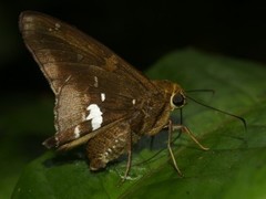 Epargyreus dicta