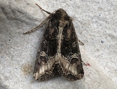 Helotropha reniformis