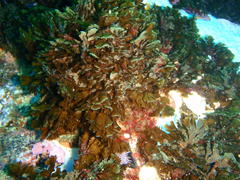 Exallosorus harveyanus