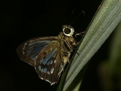 Phanus vitreus