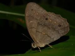 Pseudodebis valentina