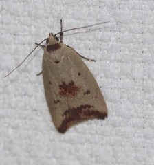 Ageletha elaeodes