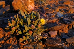 Cheiridopsis acuminata