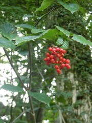 Viburnum wrightii