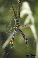 Trichonephila senegalensis annulata