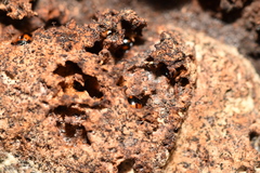 Diaperis nigronotata