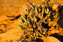 Cheiridopsis acuminata