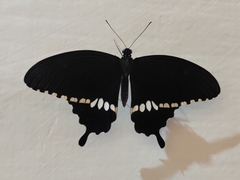 Papilio polytes