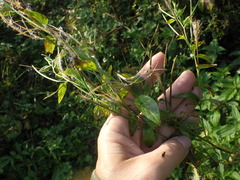 Epilobium adenocaulon
