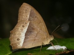 Taygetis sylvia