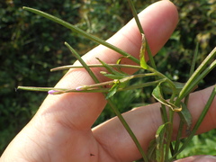 Epilobium adenocaulon