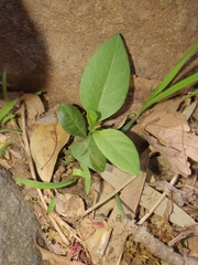 Cestrum laevigatum