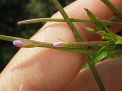 Epilobium adenocaulon