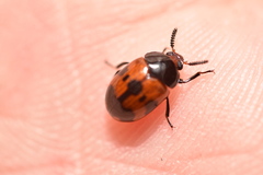 Diaperis nigronotata