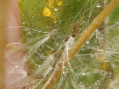 Epilobium adenocaulon