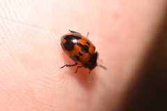 Diaperis nigronotata