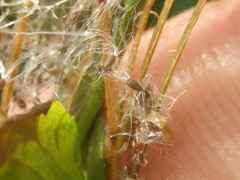 Epilobium adenocaulon