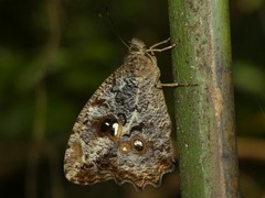 Amphidecta calliomma