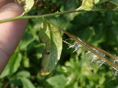 Epilobium adenocaulon