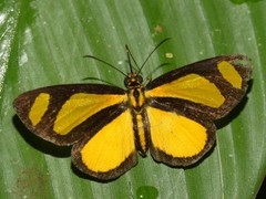 Cabirus procas