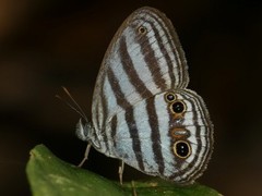 Caeruleuptychia brixius