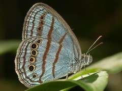 Caeruleuptychia twalela