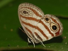 Euptychia