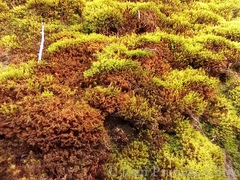 Gymnostomum calcareum