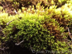 Gymnostomum calcareum