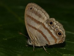 Magneuptychia fugitiva
