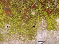 Gymnostomum calcareum