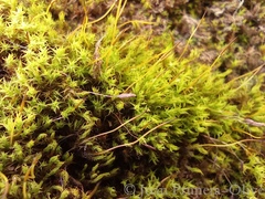 Gymnostomum calcareum