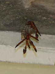 Belonogaster lateritia