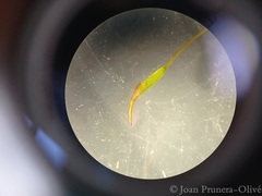 Gymnostomum calcareum