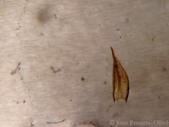 Gymnostomum calcareum