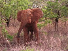 Loxodonta cyclotis