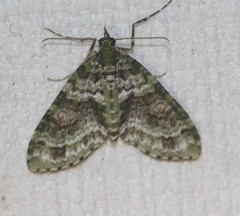 Tympanota perophora