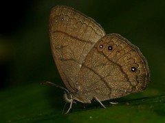 Taygetina oreba