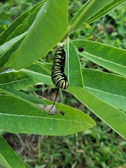 Danaus plexippus