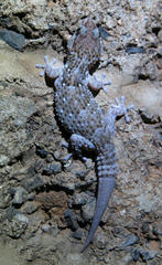 Chondrodactylus turneri