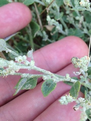 Chenopodium desiccatum